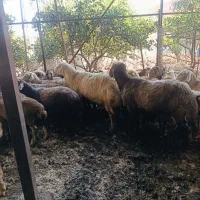 گوسفند نر قوچ|حیوانات مزرعه|آکند, |دیوار