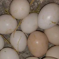 تخم. تخم مرغ