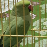 پرنده خانگی|پرنده|یاسوج, |دیوار