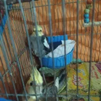 یک جفت عروس هلندی مولد