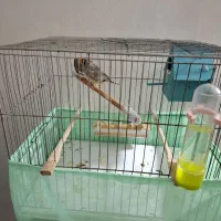 یک جفت فنچ بالغ تخمدار