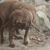 سگ تربیت شده