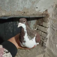 کبوتر|پرنده|اسفرورین, |دیوار