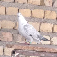 کبوتر|پرنده|شیراز, گلشن|دیوار