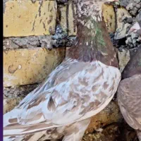 کبوتر کفتر کلاغ سار