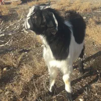 فروش نر بز پلنگی|حیوانات مزرعه|بوئین زهرا, |دیوار