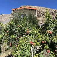باغ ویلا روستای بهره
