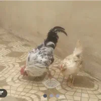 وارگ وکلشیر گلین