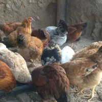 مرغ جوان تخمگذار