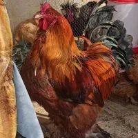 مرغ و خروس برهما|حیوانات مزرعه|جعفرآباد, |دیوار