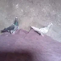 نرو ماده سار