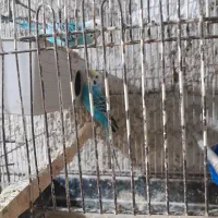 مرغ عشق هلندی