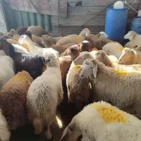 گوسفند زنده بهداشتی کرج بره طلایی|حیوانات مزرعه|کرج, باغستان|دیوار