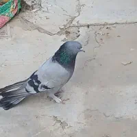 کبوتراصفهانی|پرنده|اصفهان, ارداجی|دیوار