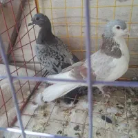 کبوتر گمشده