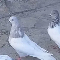 کبوتر نر مورباش|پرنده|خسروشاه, |دیوار