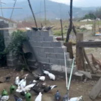 کبوتر  اس۱م