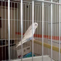 یک عدد مرغ عشق نر باقفس
