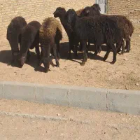 ۸ راس بره ماده های قزل و قره قزل مرغوب