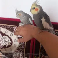 یک جفت عروس هلندی با ۷ عدد تخم