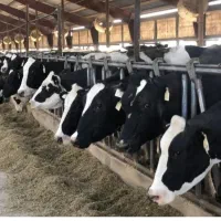 اجاره-گاوداری