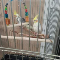 عروس هلندی جفت