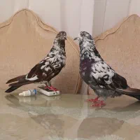 کبوتر پررشی سوسکی جفت نسل قدیم