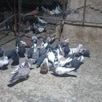 باسلام خدمت دوستان 30کفتر جفتی 700|پرنده|شیراز, وزیرآباد|دیوار