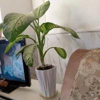 گل دیفن سرحال و شاداب