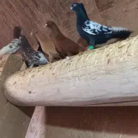 ۷ تا کبوتر نر پرشی