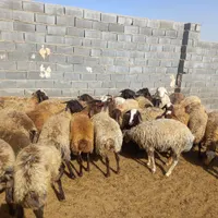 گوسفند داشتی|حیوانات مزرعه|شیروان (خراسان), |دیوار