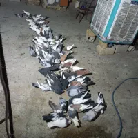 کبوتربهبهانی