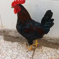مرغ وخروس
