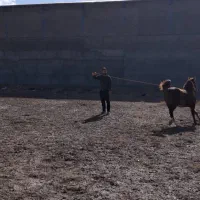 کره مادیان 23 ماهه|اسب و تجهیزات اسب‌سواری|خمینی‌شهر, |دیوار