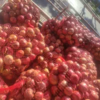 انار ربی وابگیری