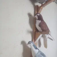 کفتر جوون و پرشی