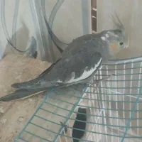 جوجه عروس هلندی|پرنده|چابهار, |دیوار