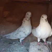 کفتر خال پیس|پرنده|ری, شهرک نظامی|دیوار