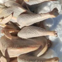 پاک کردن و پر کندن مرغ و بوقلمون محلی