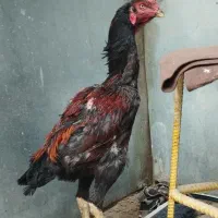 لاری