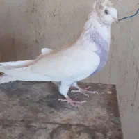 کفتر یا کبوتر پرشی|پرنده|ساوه, |دیوار