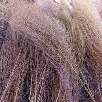 جارو|لوازم نظافت|کنگاور, |دیوار