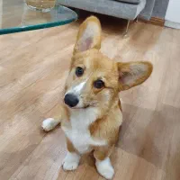 واگذاری پمبروک ولش کورگی(رایگان)