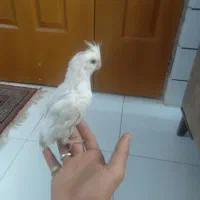 عروس هلندی دستی