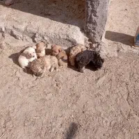 توله ی پاکوتاه|سگ|مود, |دیوار