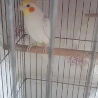 طوطی عروس و مرغ عشق