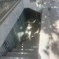 اجاره  مغاذه