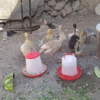 5 عدد اردک محلی از زیر اردک خودم در اومده