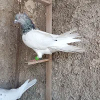 کله سبز صید