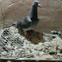 کفتر المانی ورنگه|پرنده|سلیمان, |دیوار